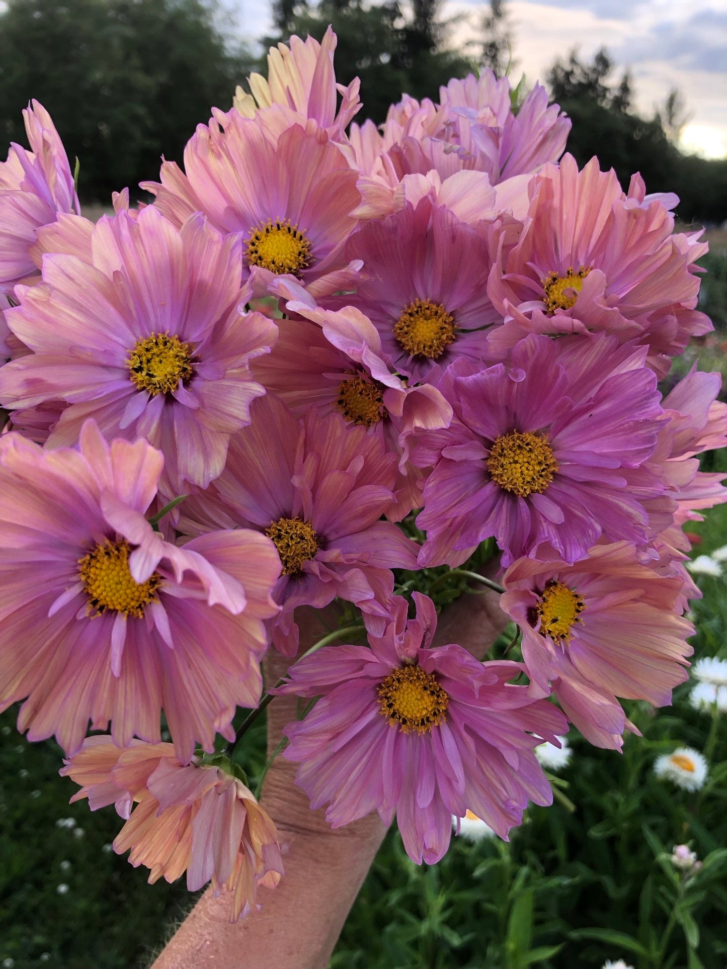 Cosmos - Apricotta