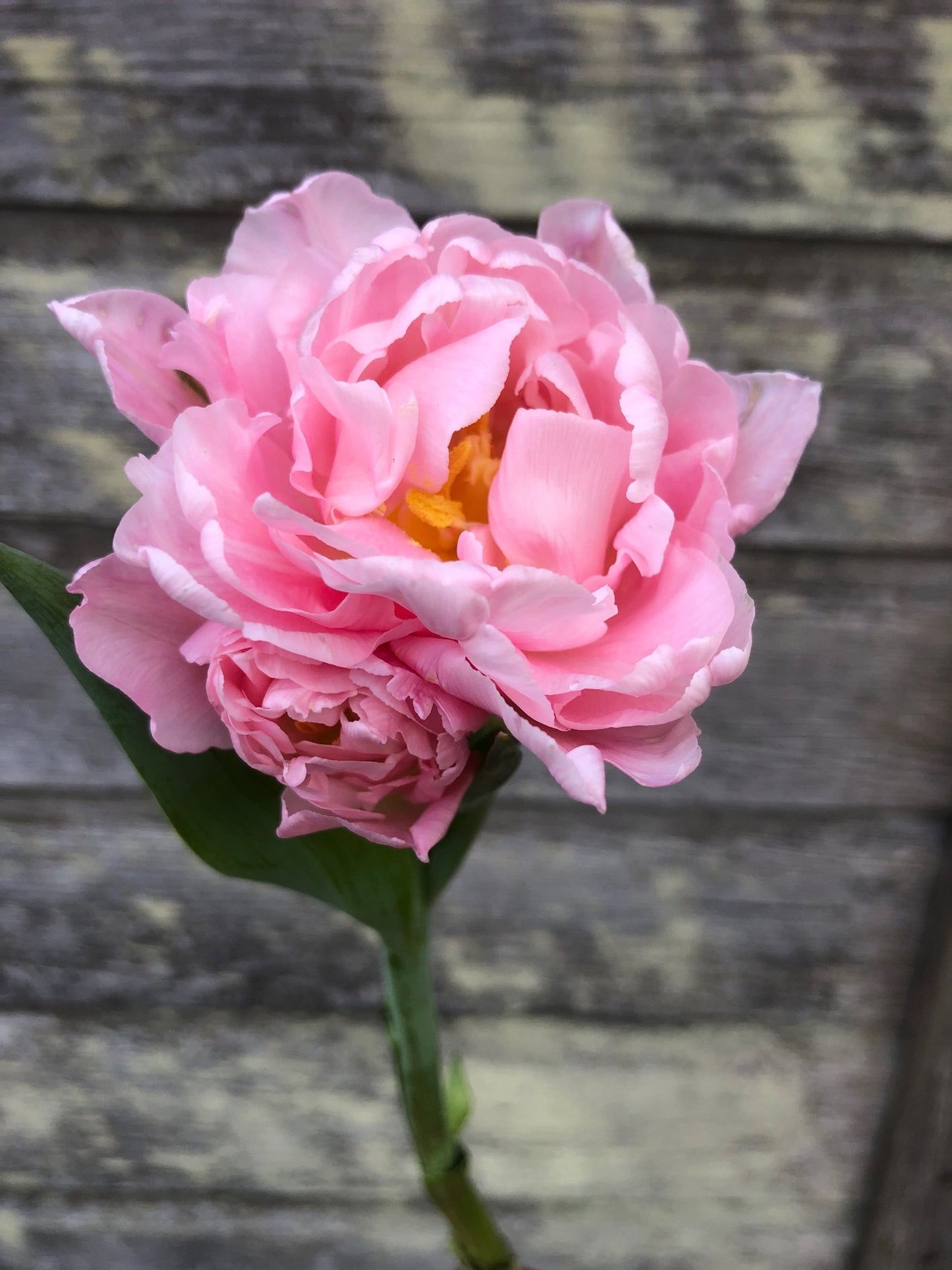 Tulip - Dreamer