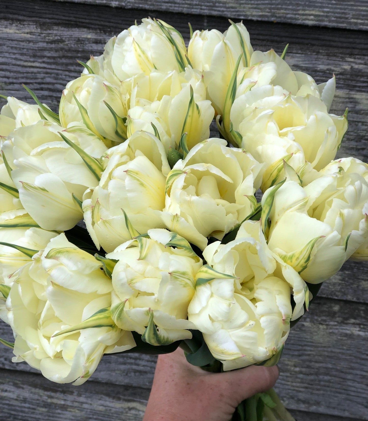 Tulip - Exotic Emperor