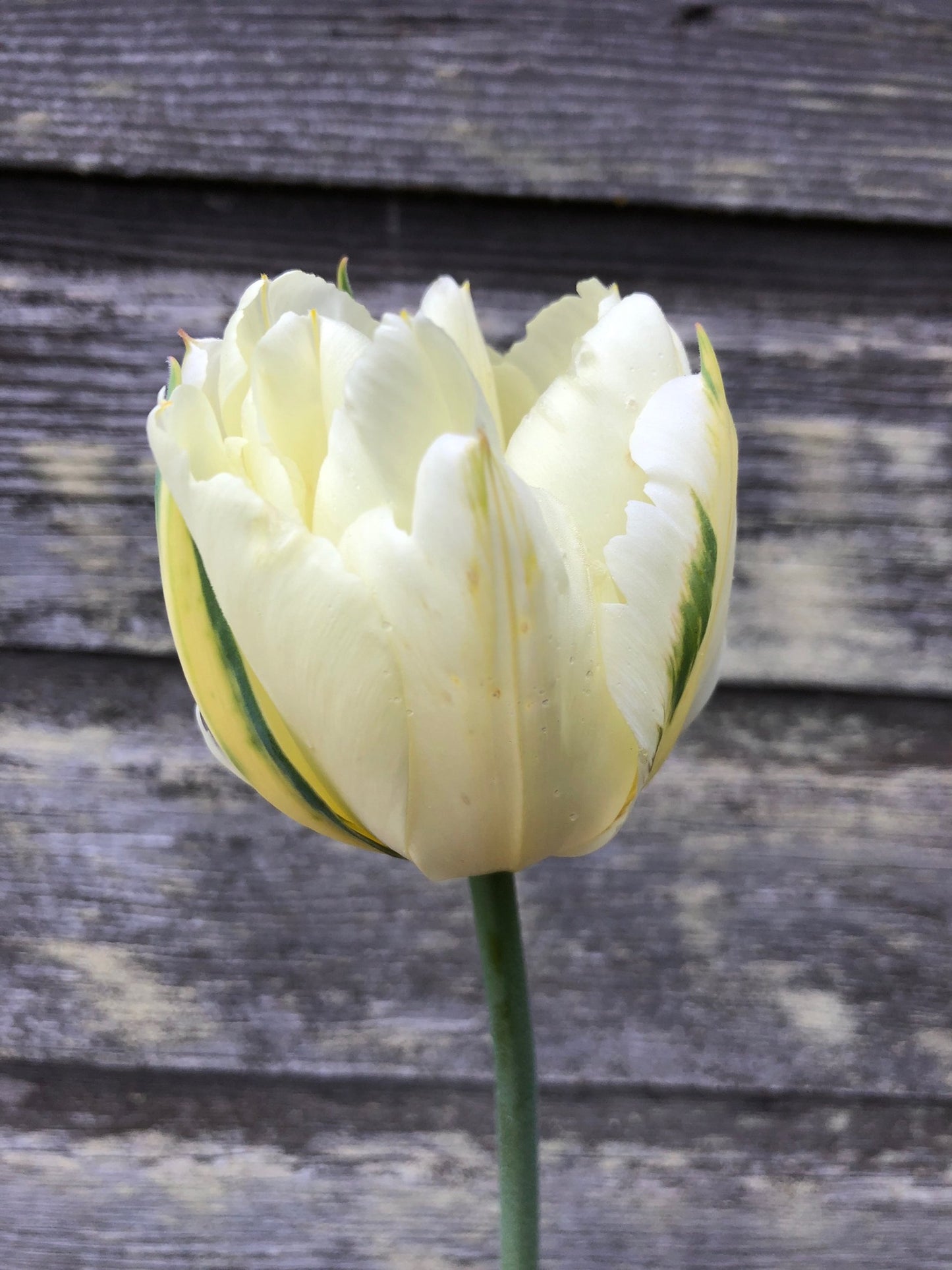 Tulip - Exotic Emperor