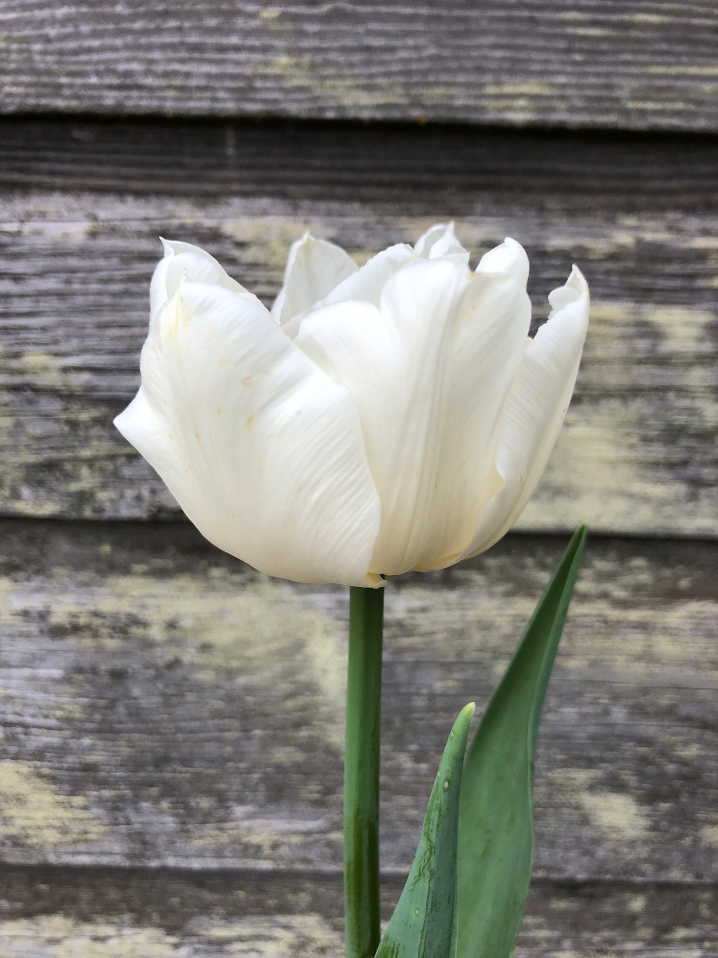 Tulip - Mondial