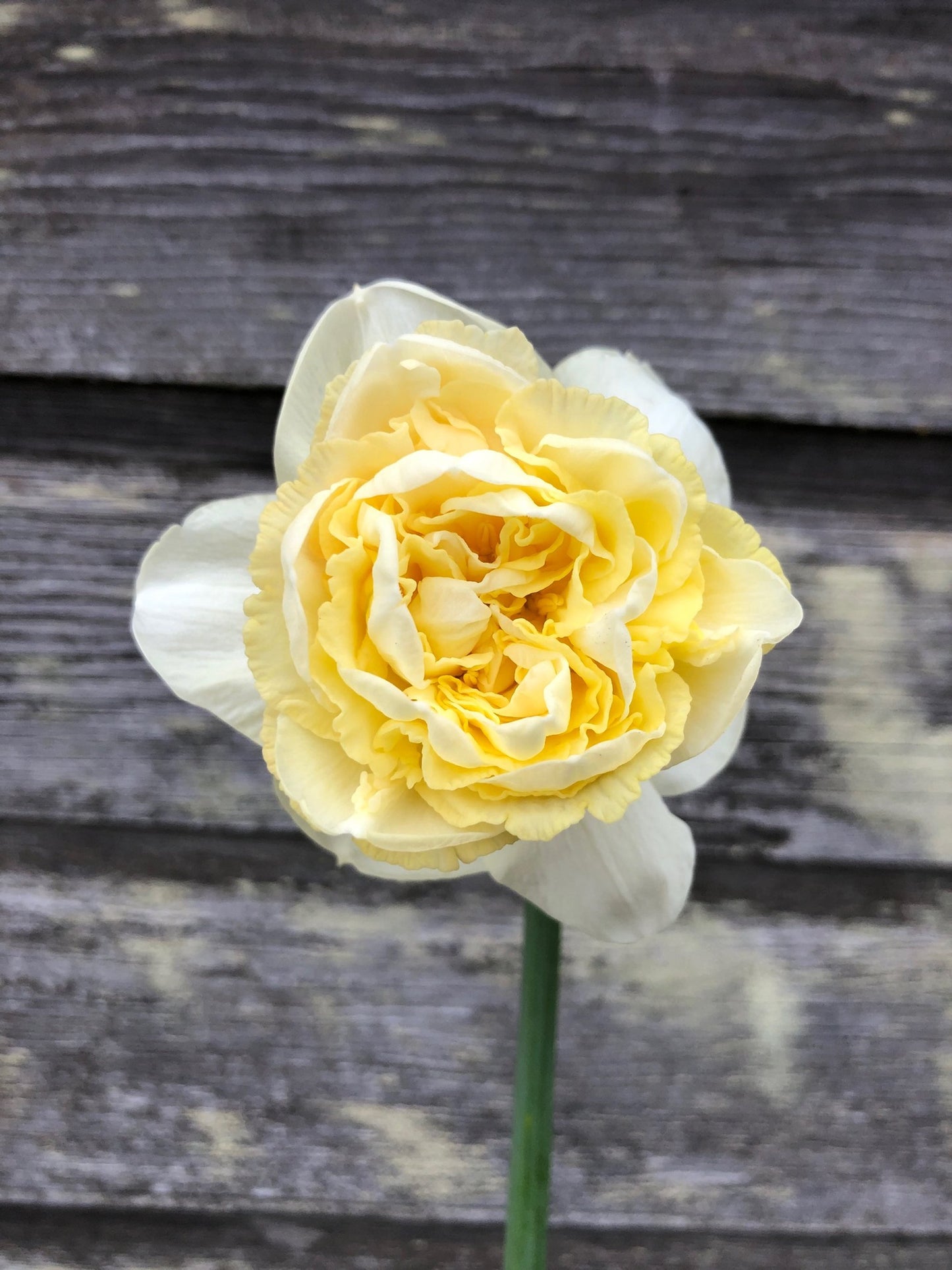 Daffodil - Art Design