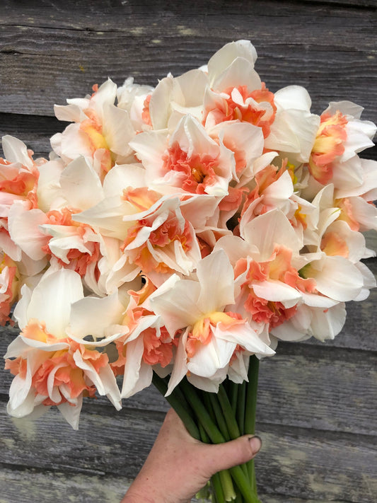 Daffodil - Replete