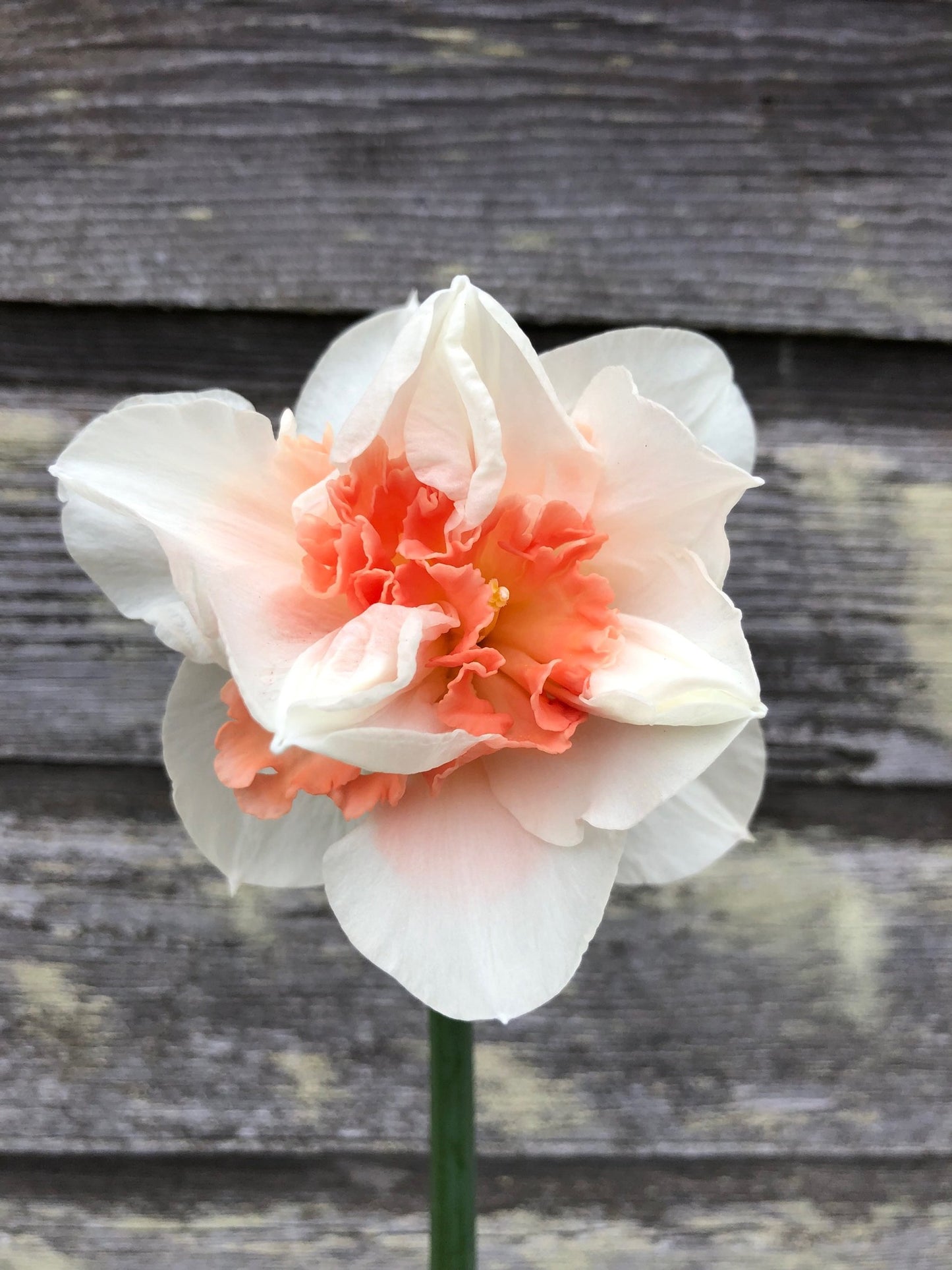 Daffodil - Replete
