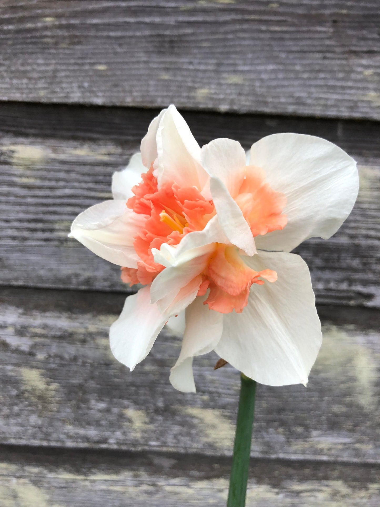 Daffodil - Replete