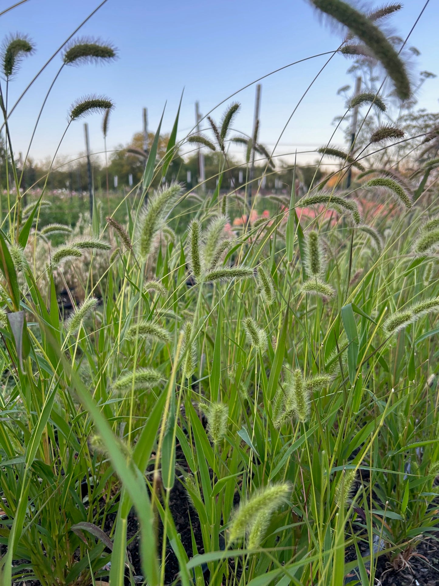 Caramel Setaris Grass
