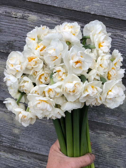 Daffodil - Bridal Crown