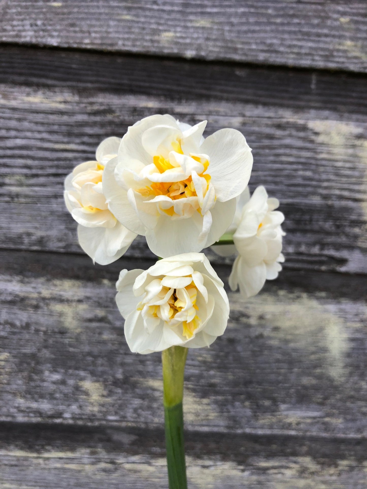 Daffodil - Bridal Crown