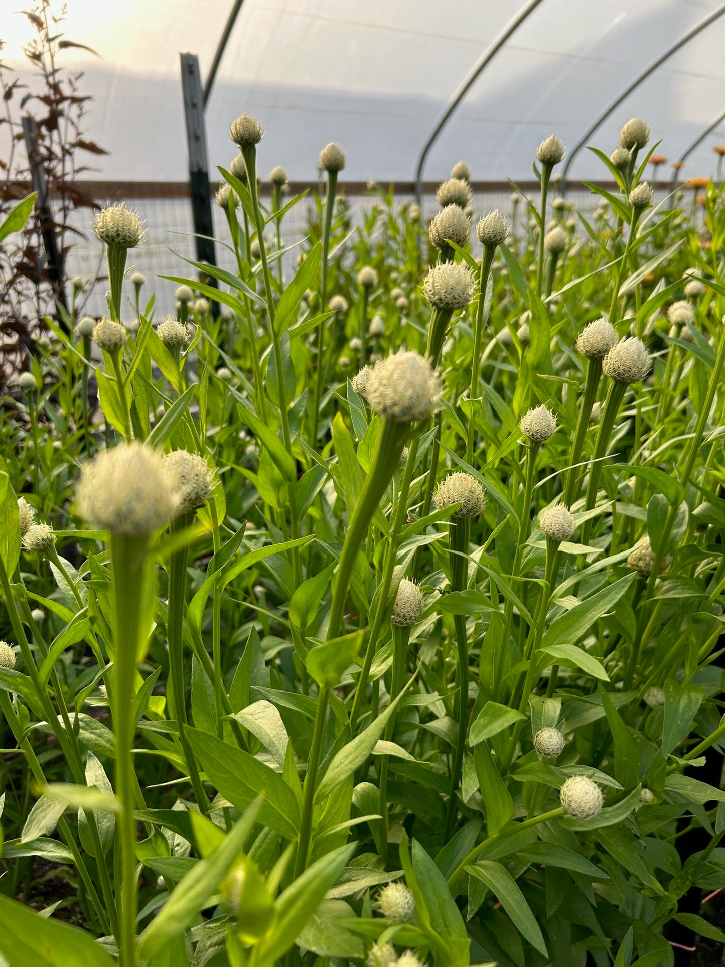 Basket Flower