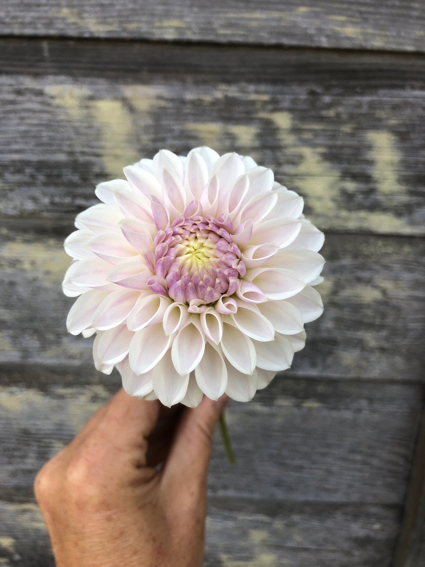 Tahoma Kelli