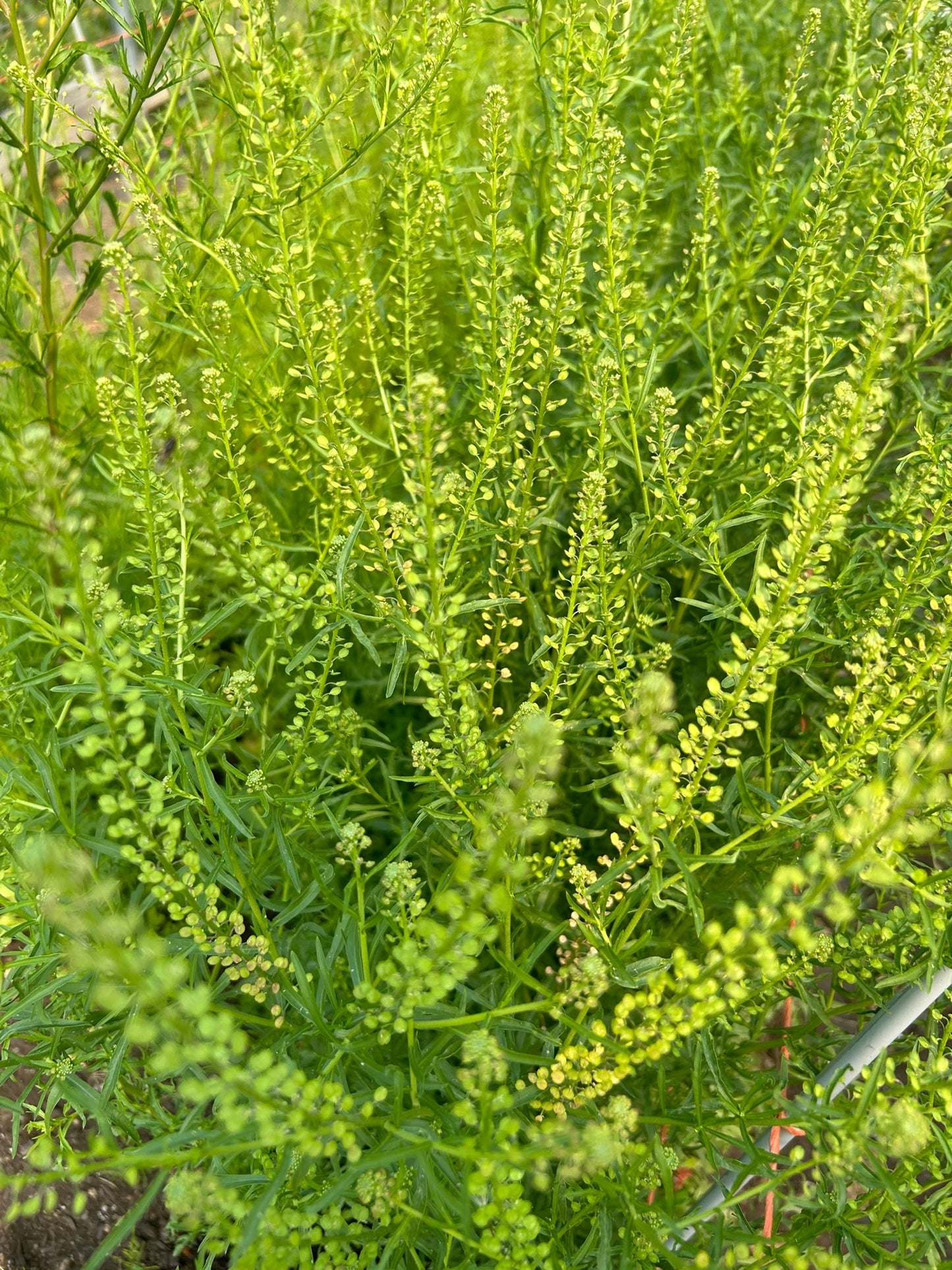 Cress - Green Dragon