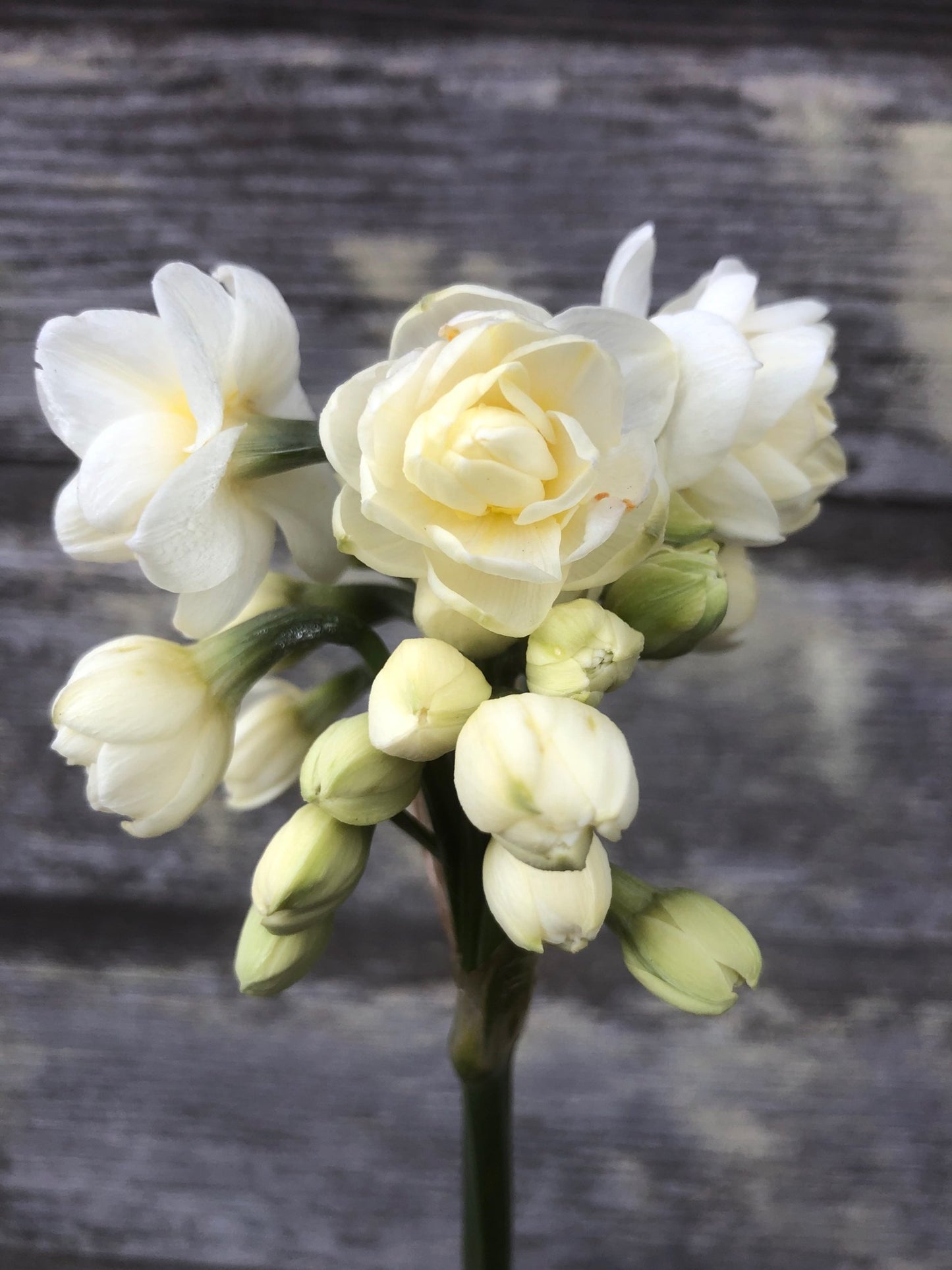 Daffodil - Erlicheer