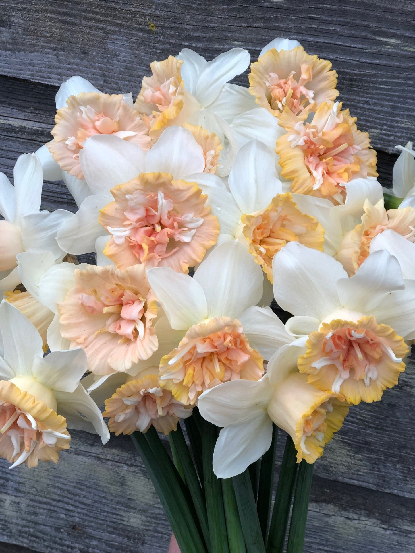 Daffodil - Petit Four