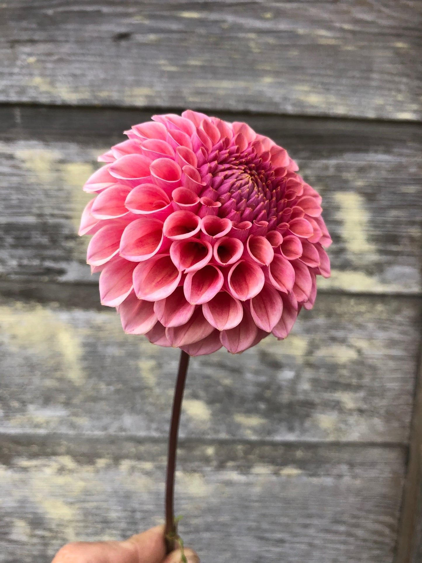 Bracken Rose