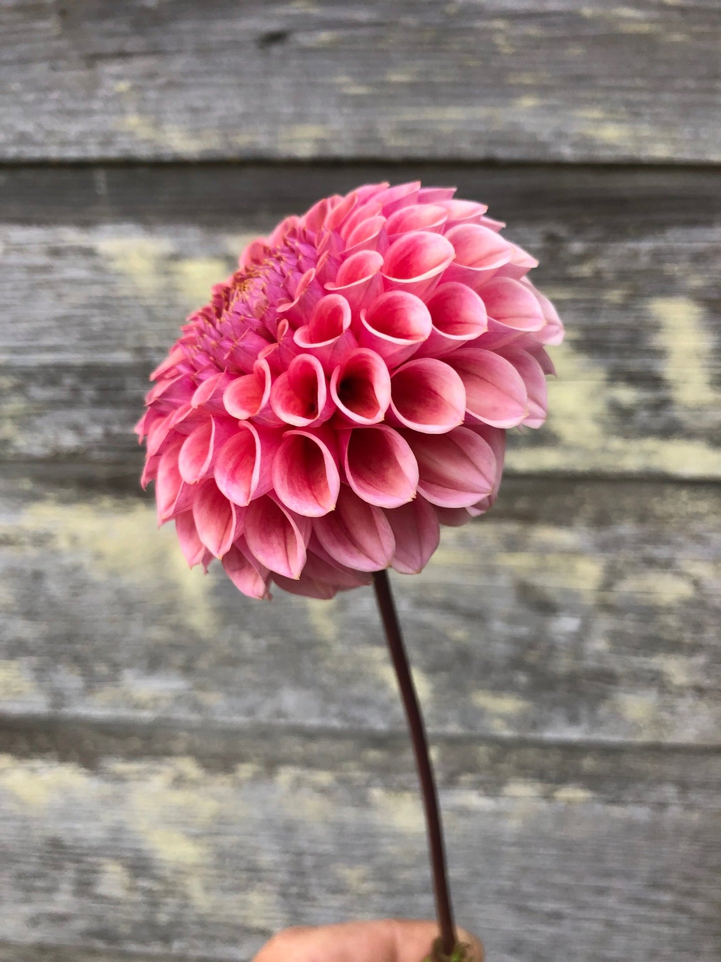 Bracken Rose