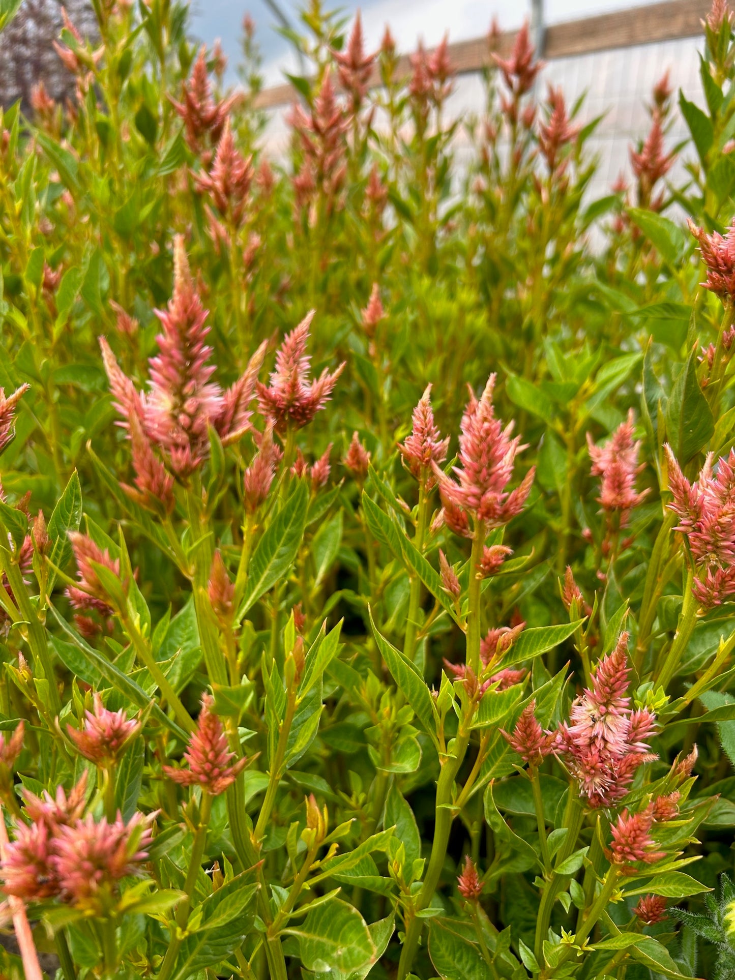 Celosia - Celway Terracotta