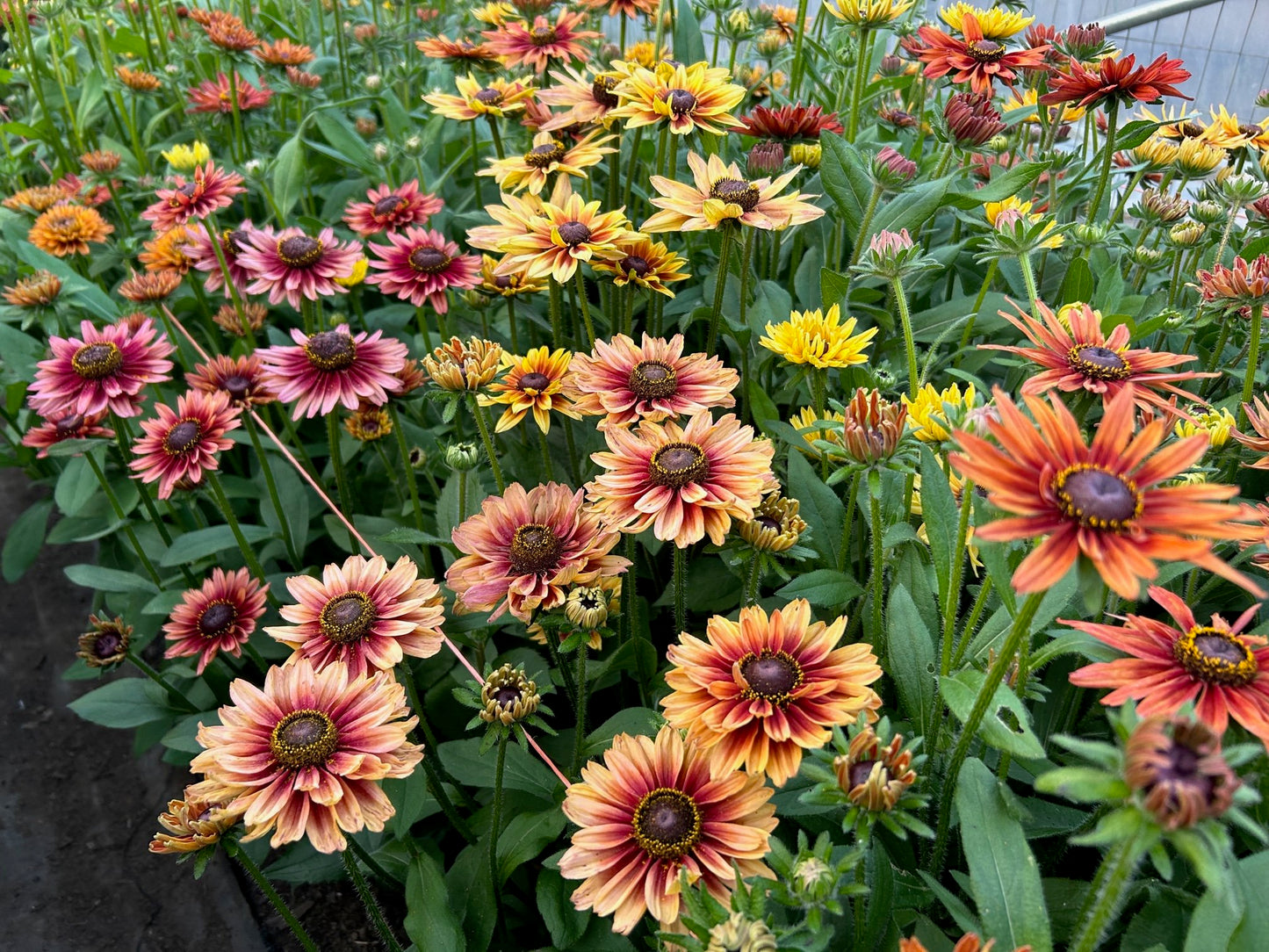 Rudbeckia - Sahara Mix