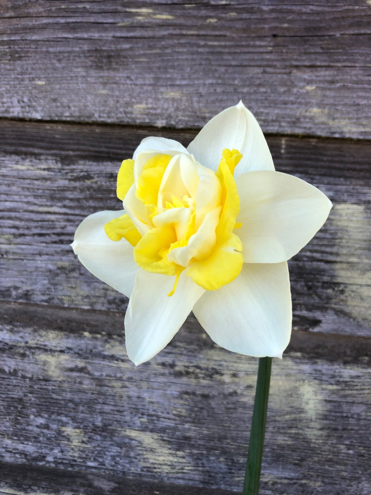 Daffodil - Popeye