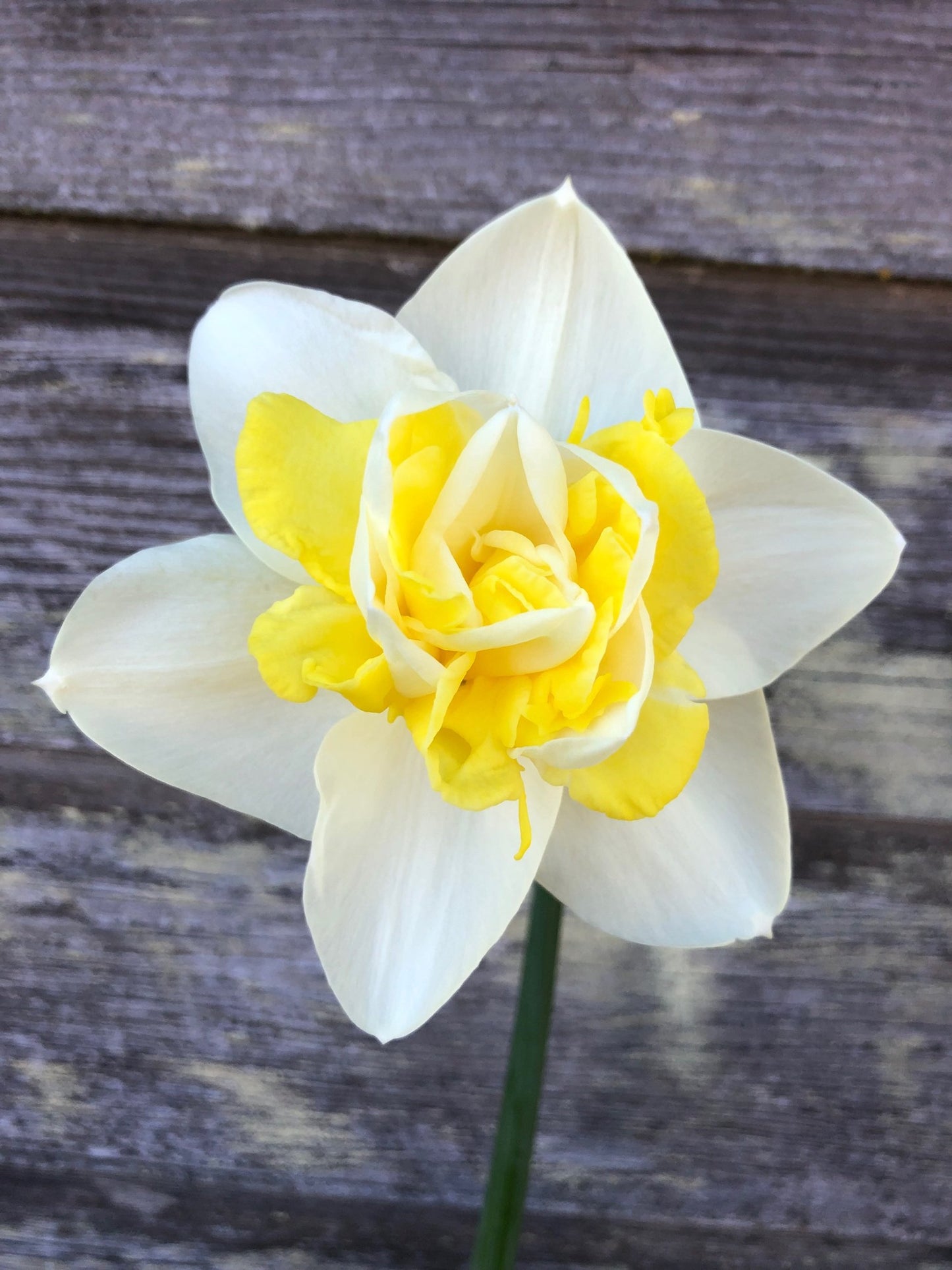 Daffodil - Popeye