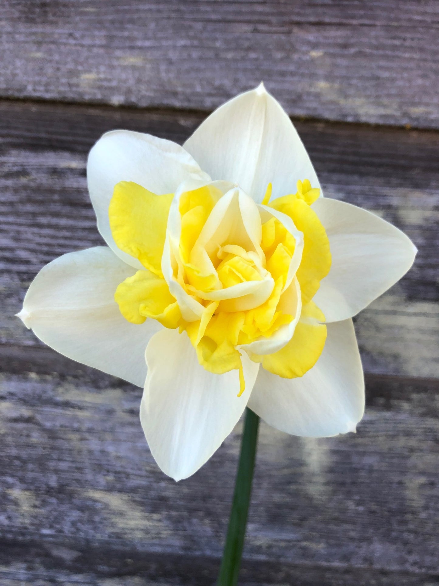 Narcissus - Popeye