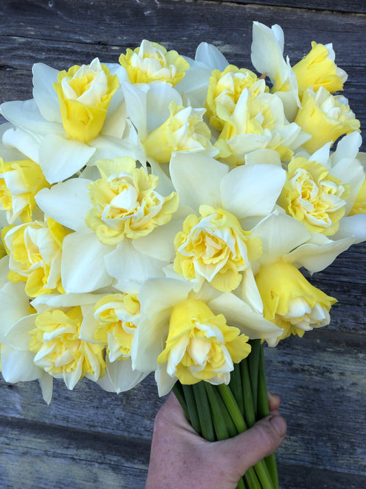 Daffodil - Popeye