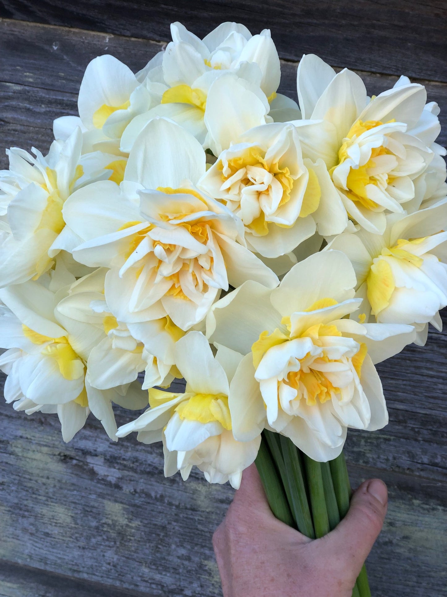 Daffodil - White Lion