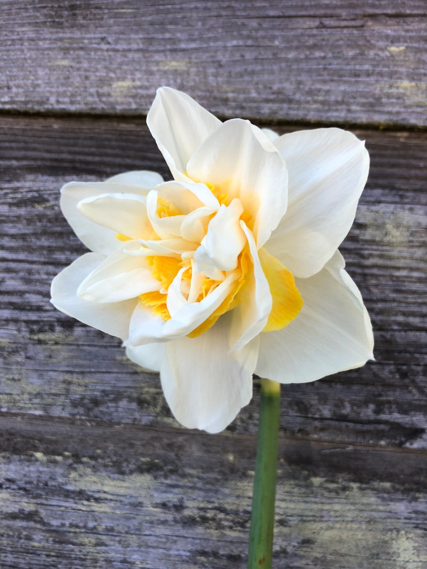Daffodil - White Lion