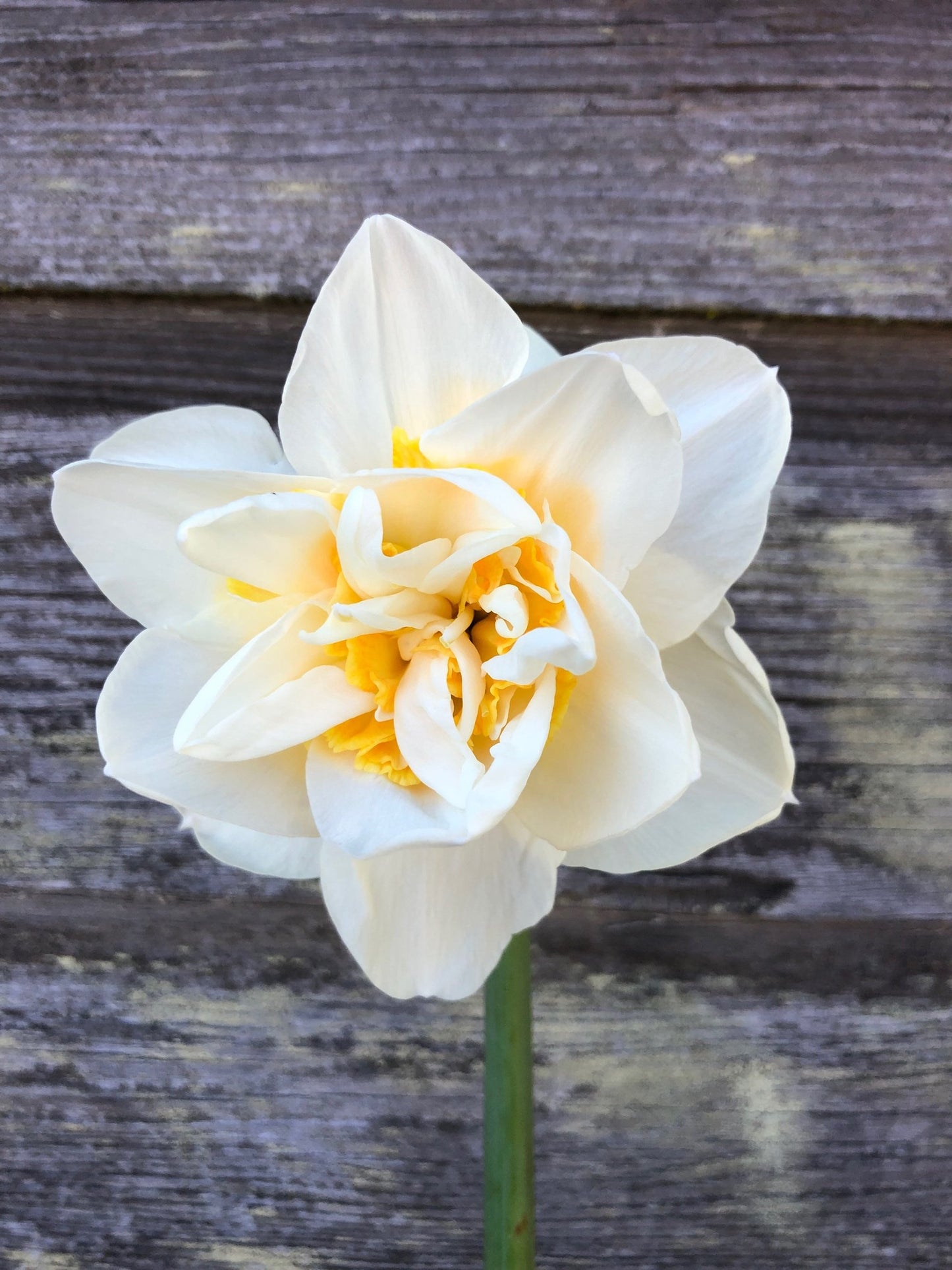 Daffodil - White Lion