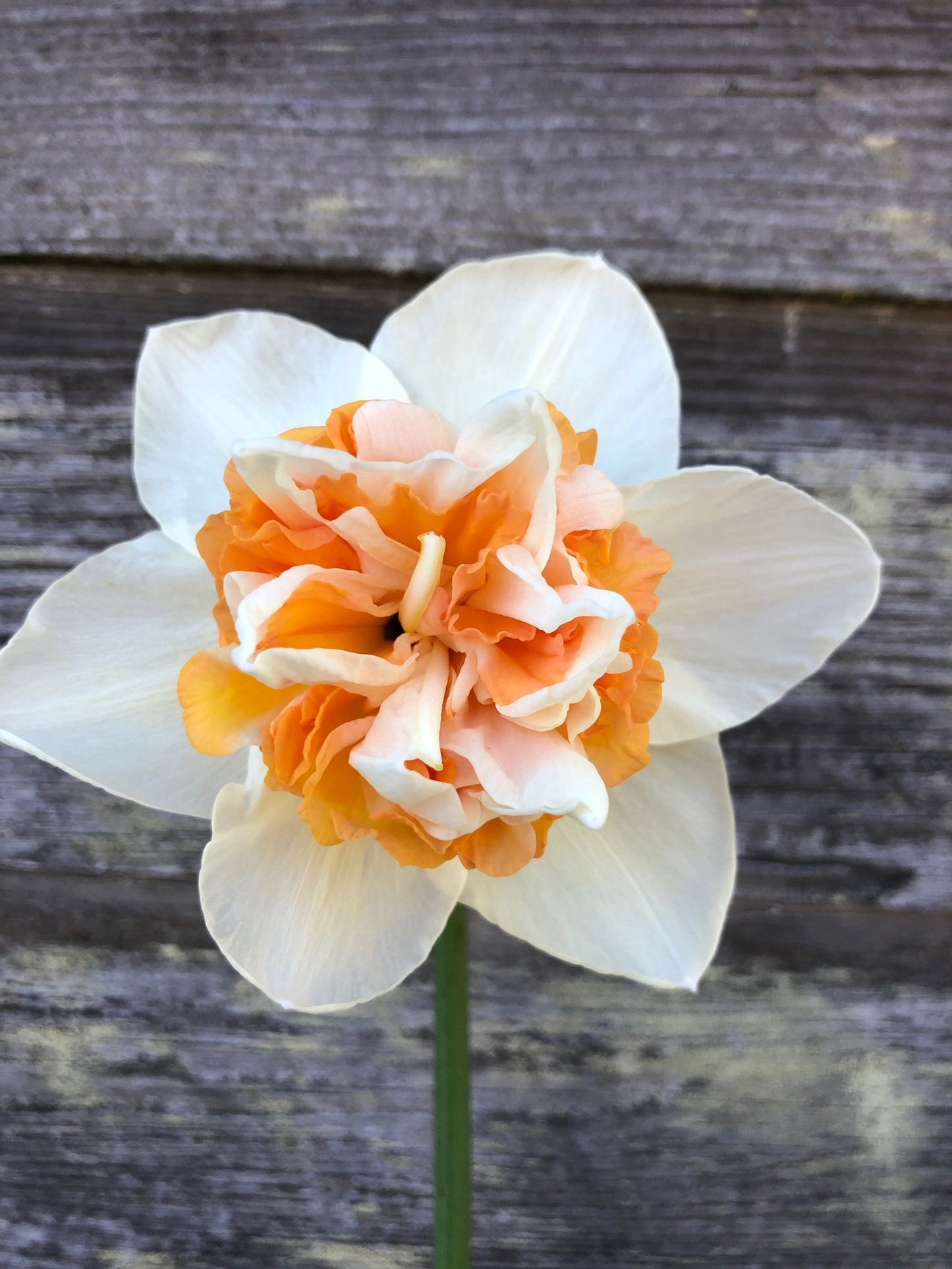 Daffodil - Extravaganza