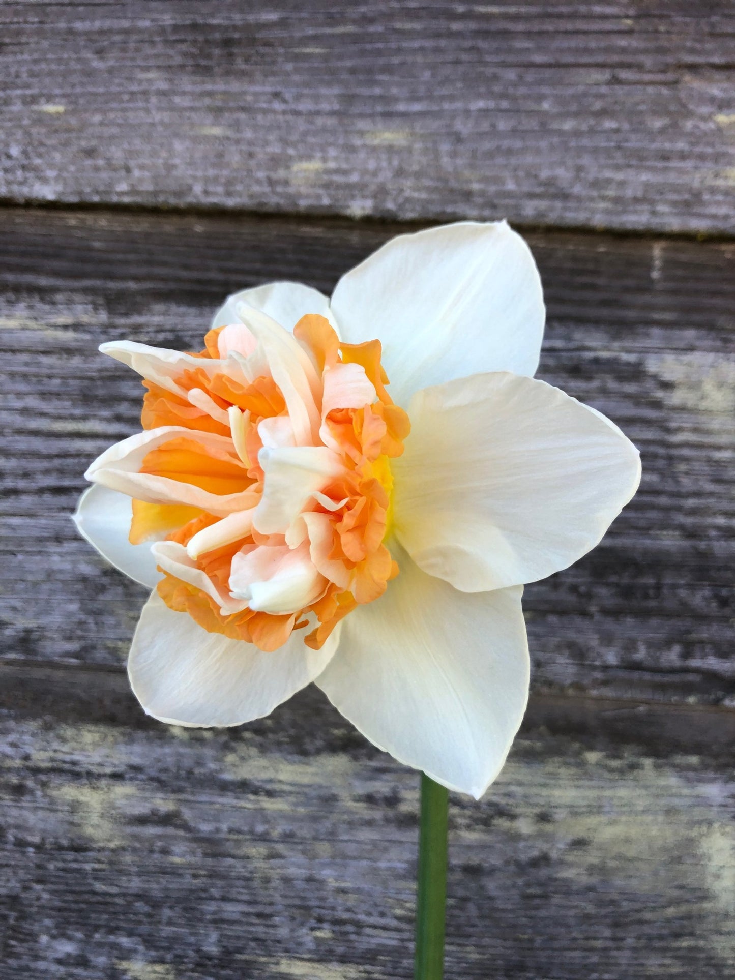 Daffodil - Extravaganza