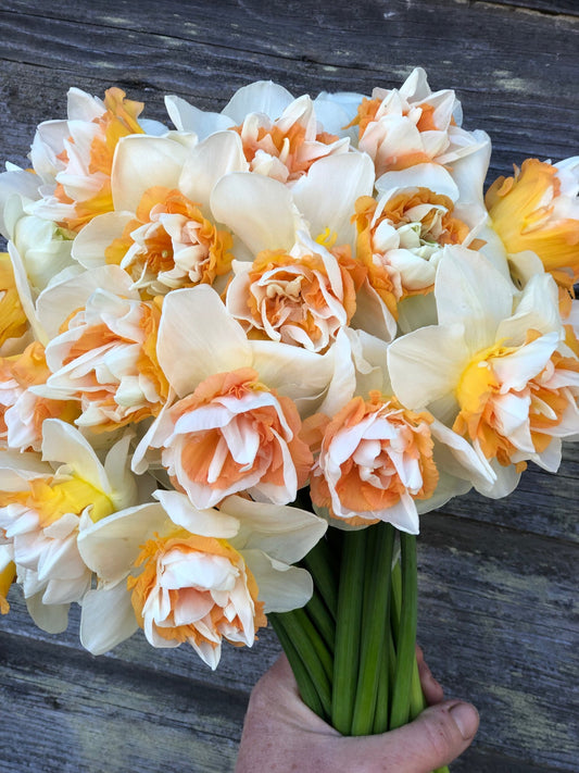 Daffodil - Extravaganza