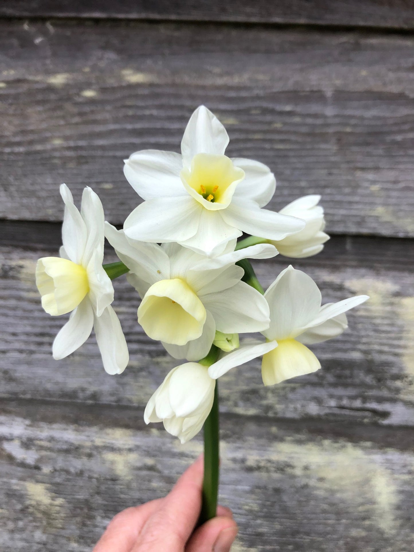 Daffodil - Silver Chimes