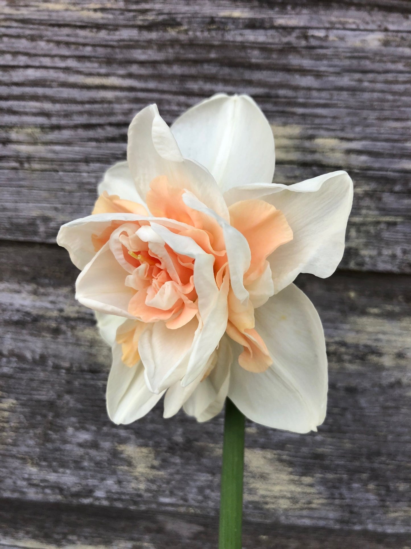 Daffodil - Delnashaugh