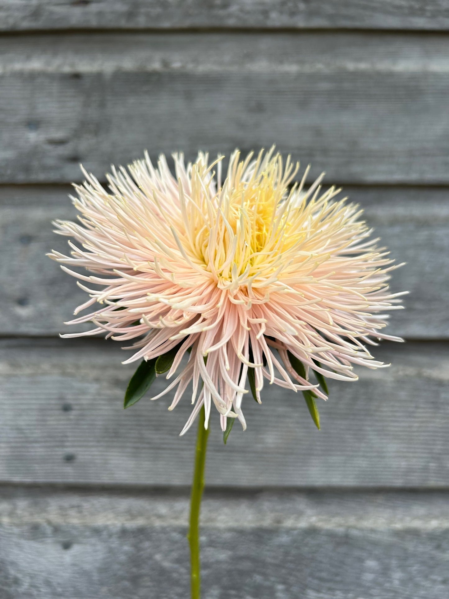 China Aster - Valkyrie Chamois