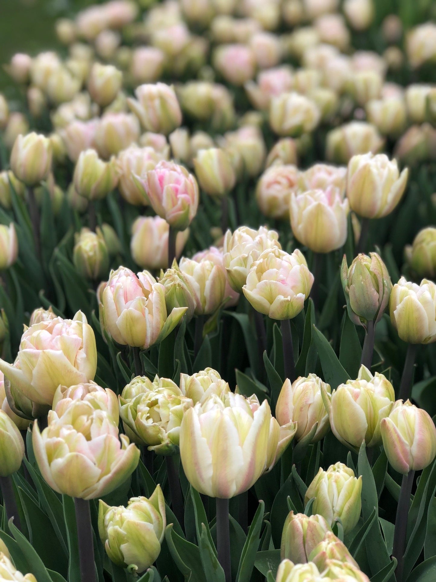 Tulip - Foxtrot