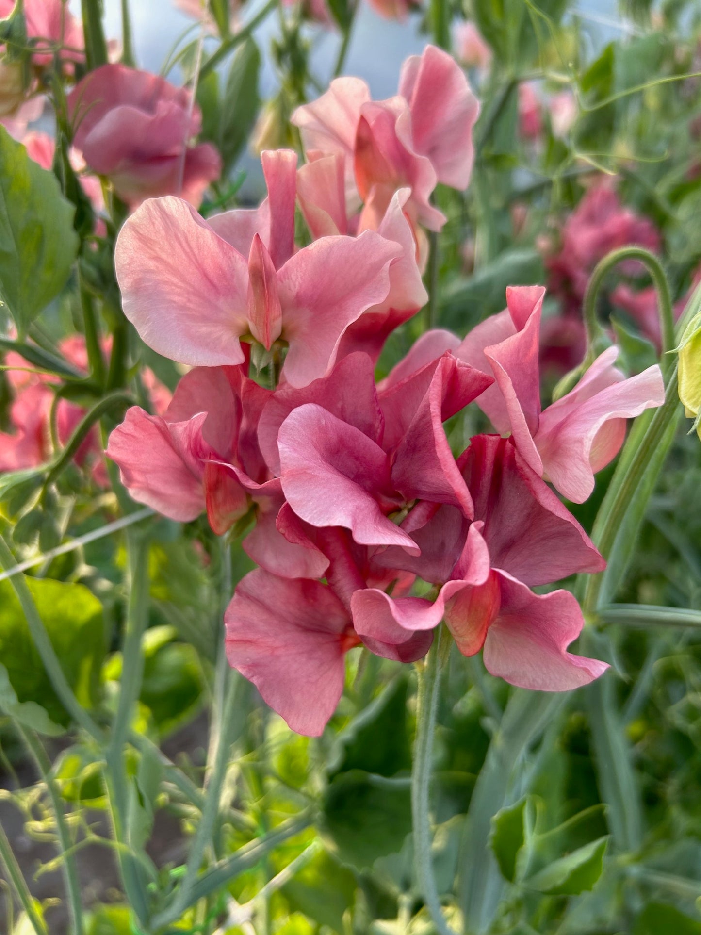 Sweet Pea King's Ransom *LIMIT 1*