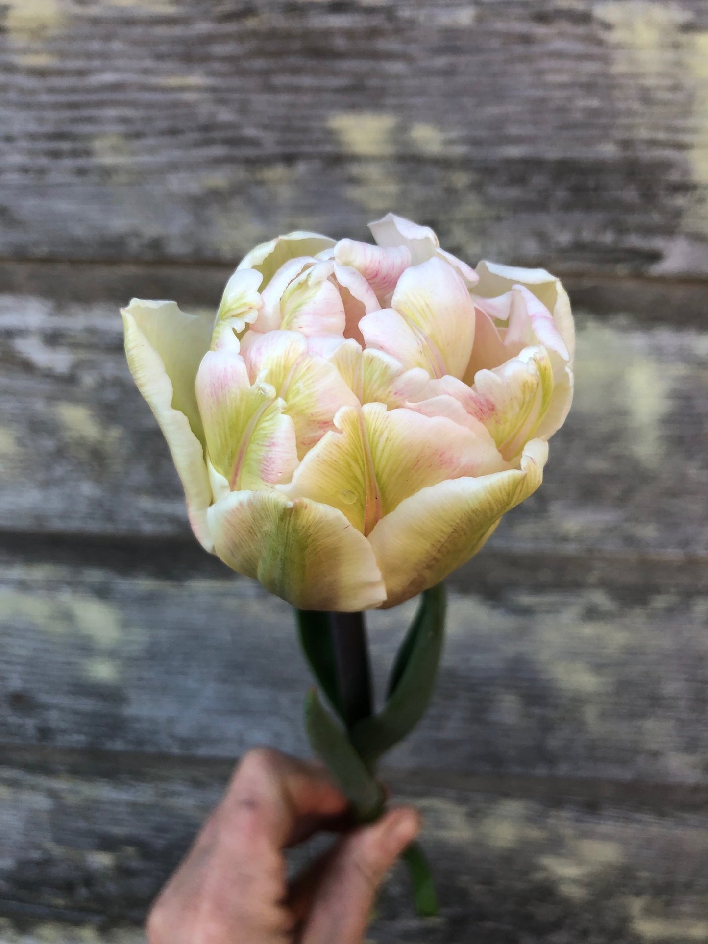 Tulip - Foxtrot