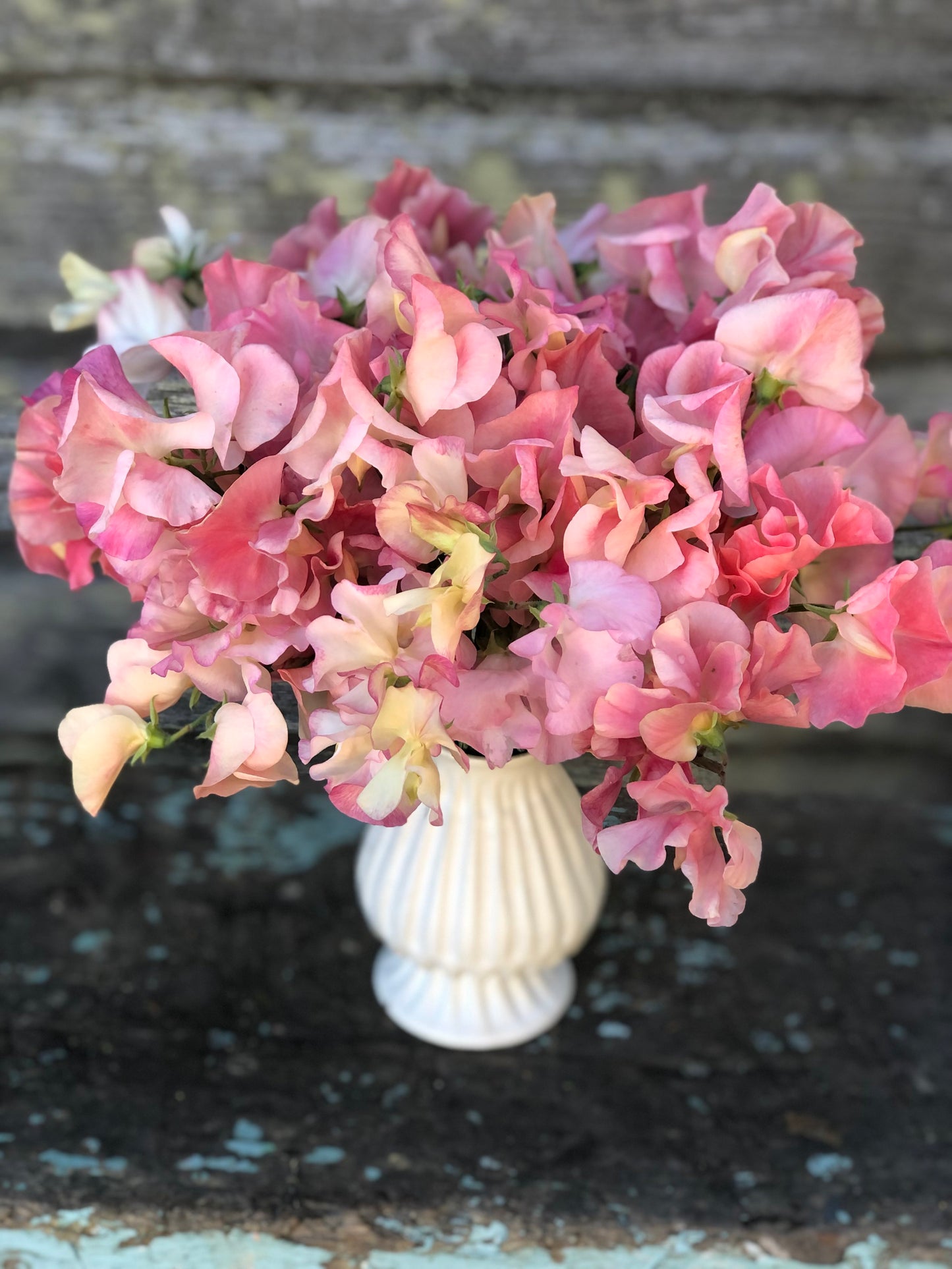 Sweet Pea - Granny's Garden Mix