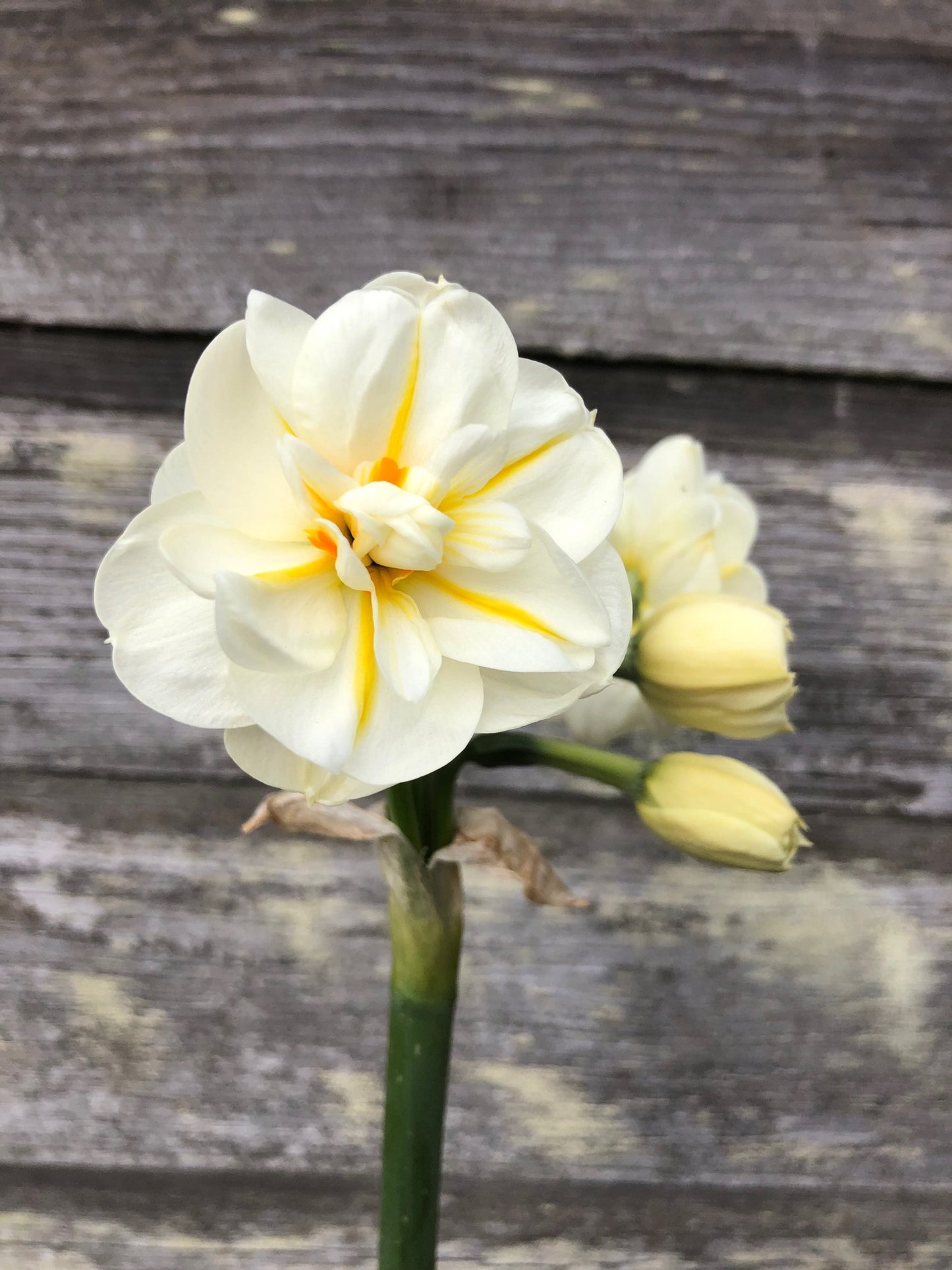 Daffodil - Sir Winston Churchill