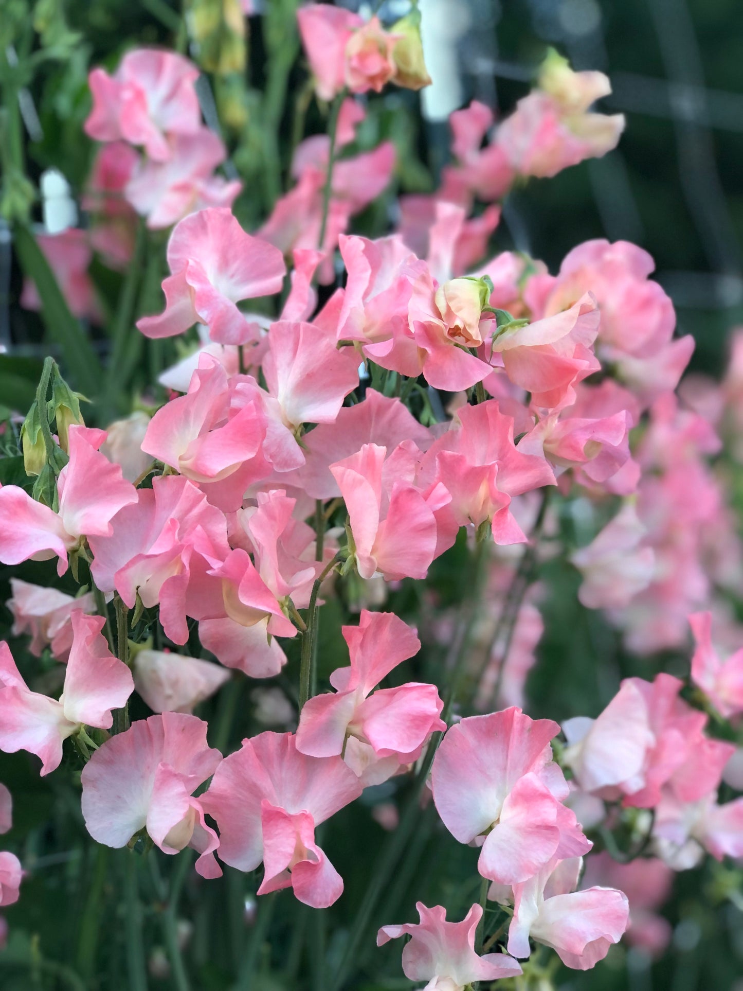 Sweet Pea - Spring Sunshine Peach