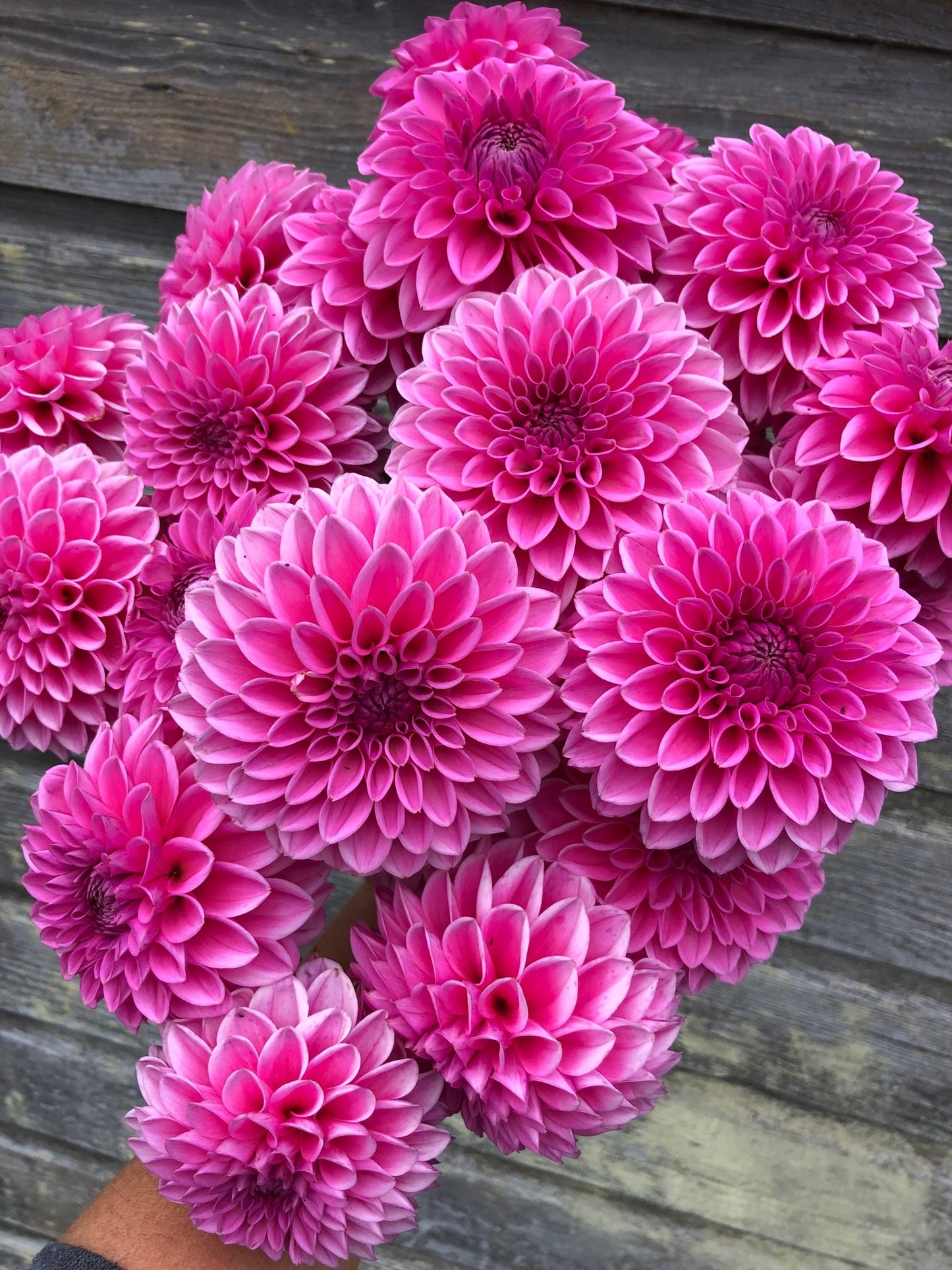 Pink Sylvia