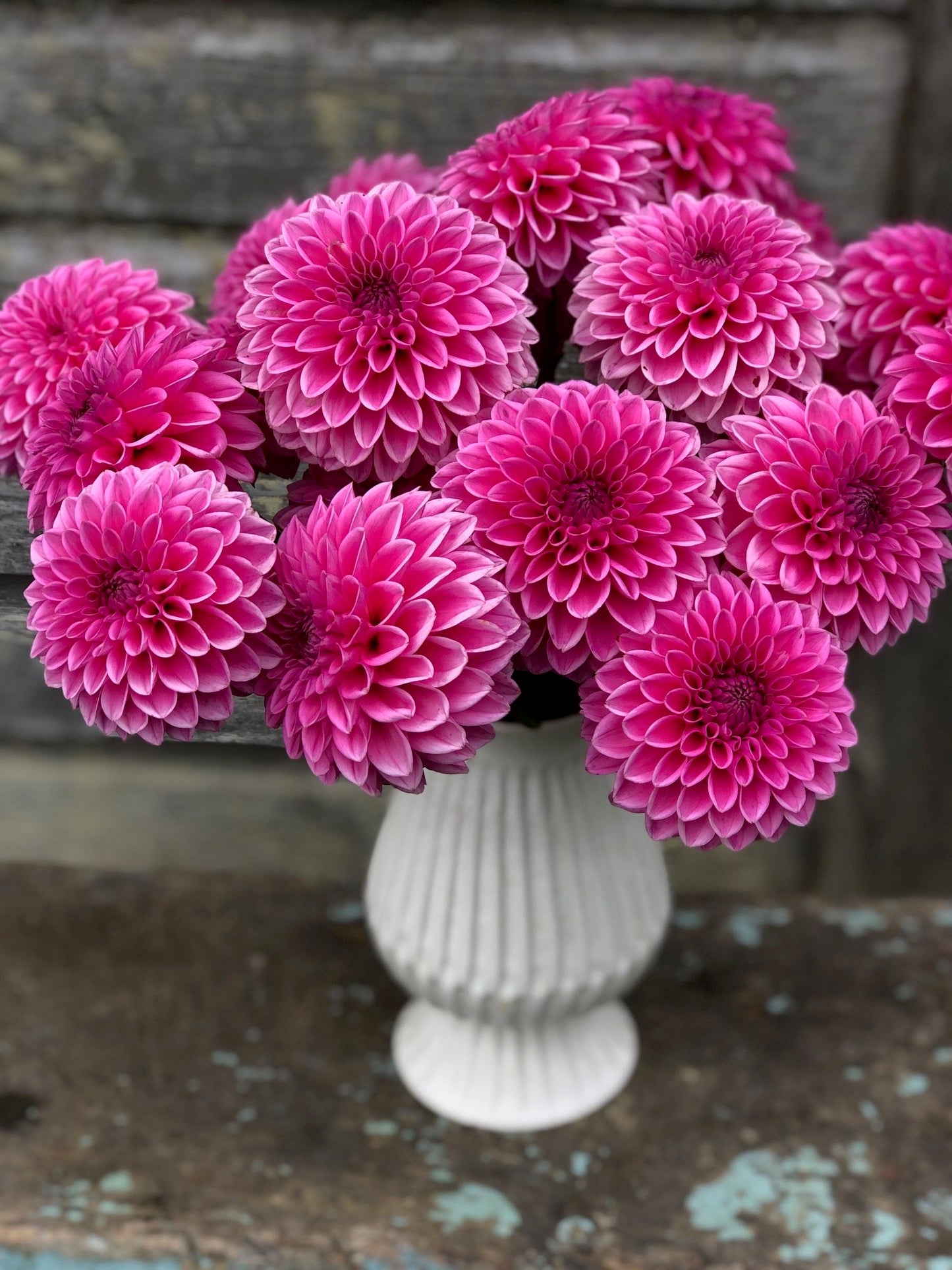 Pink Sylvia