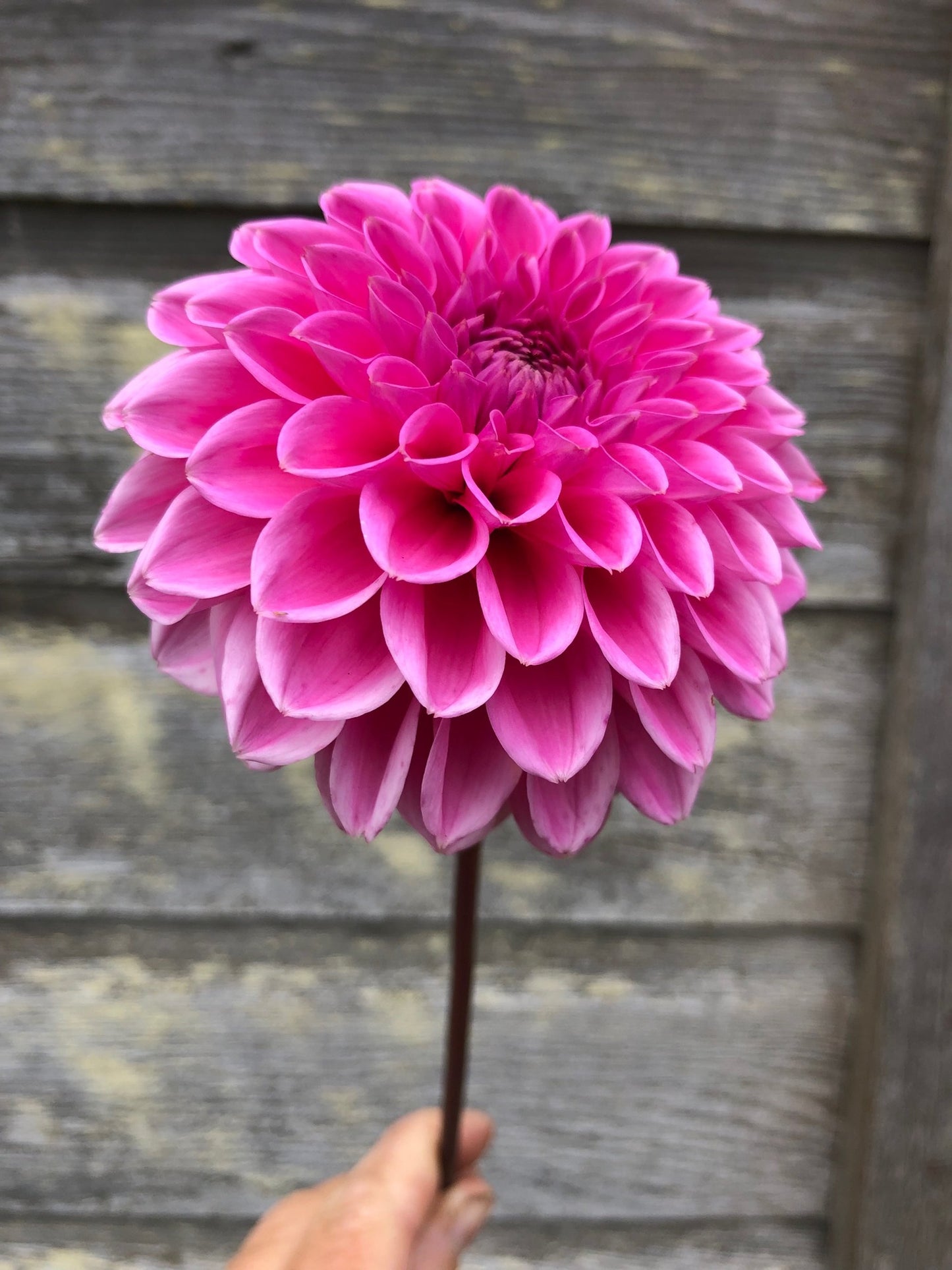 Pink Sylvia