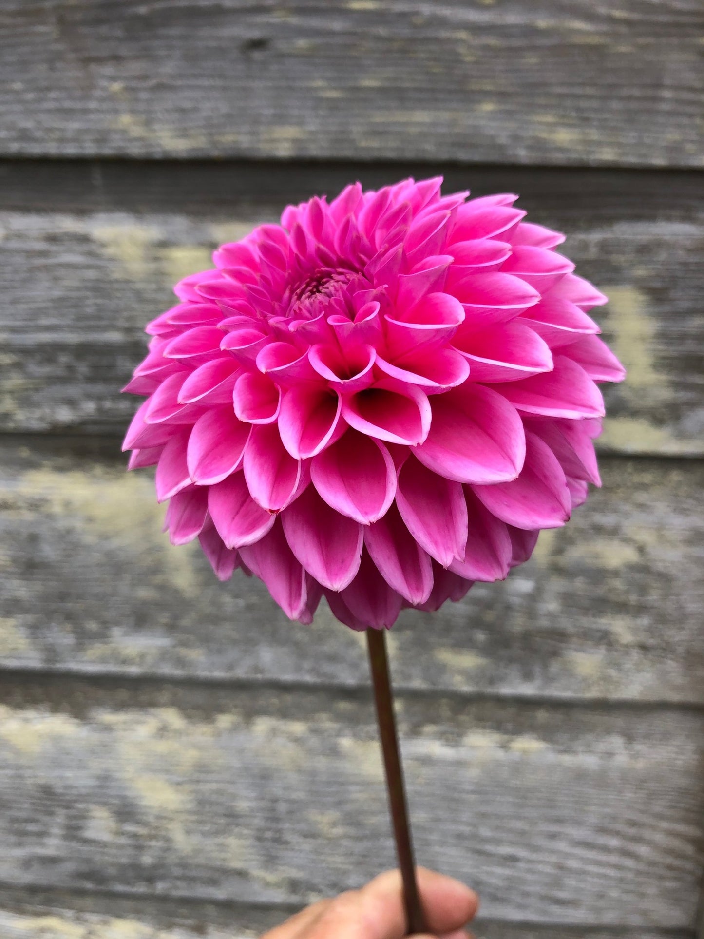 Pink Sylvia