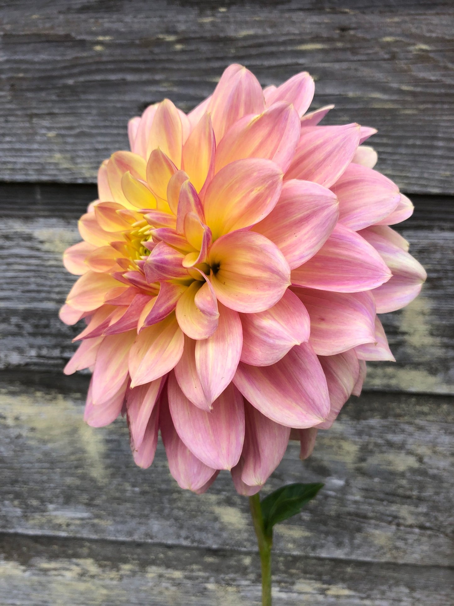 Wyn's New Pastel