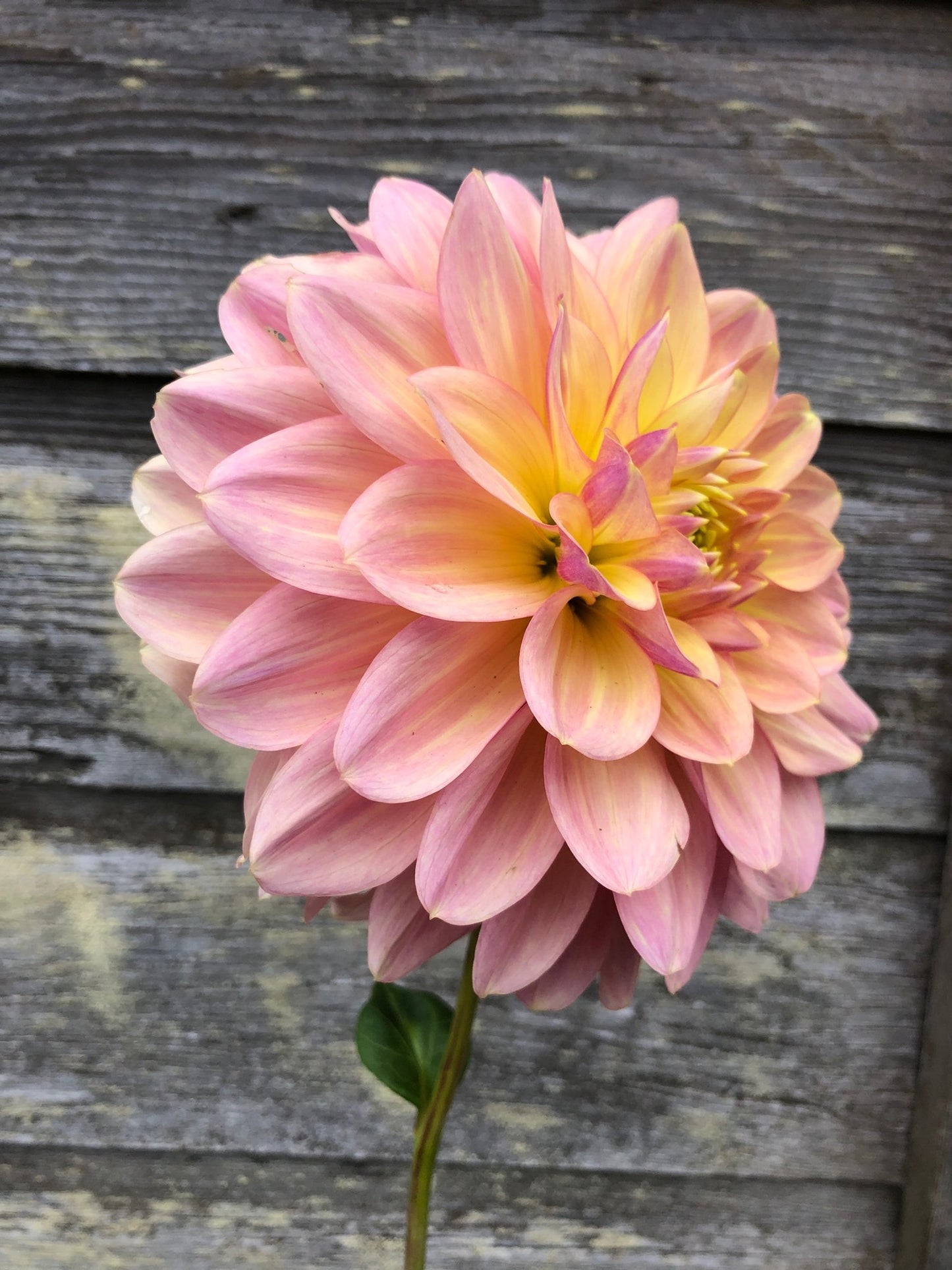 Wyn's New Pastel