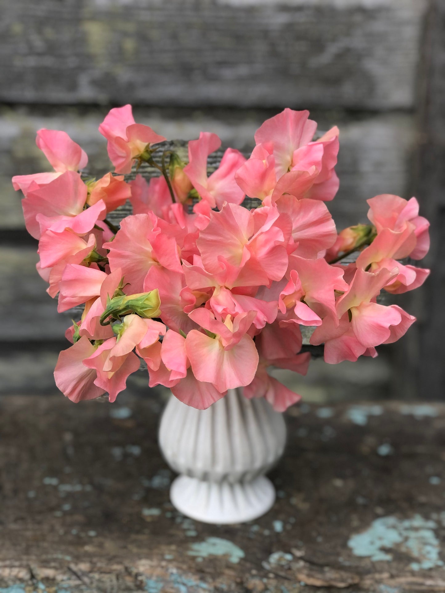 Sweet Pea - Spring Sunshine Peach