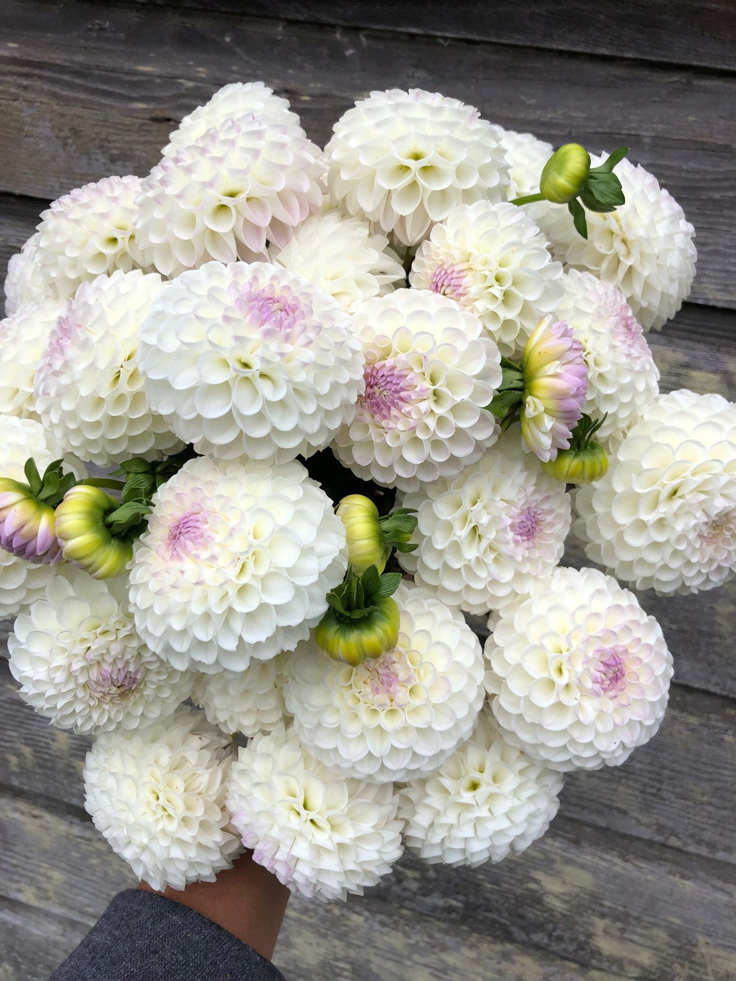 Hollyhill Miss White