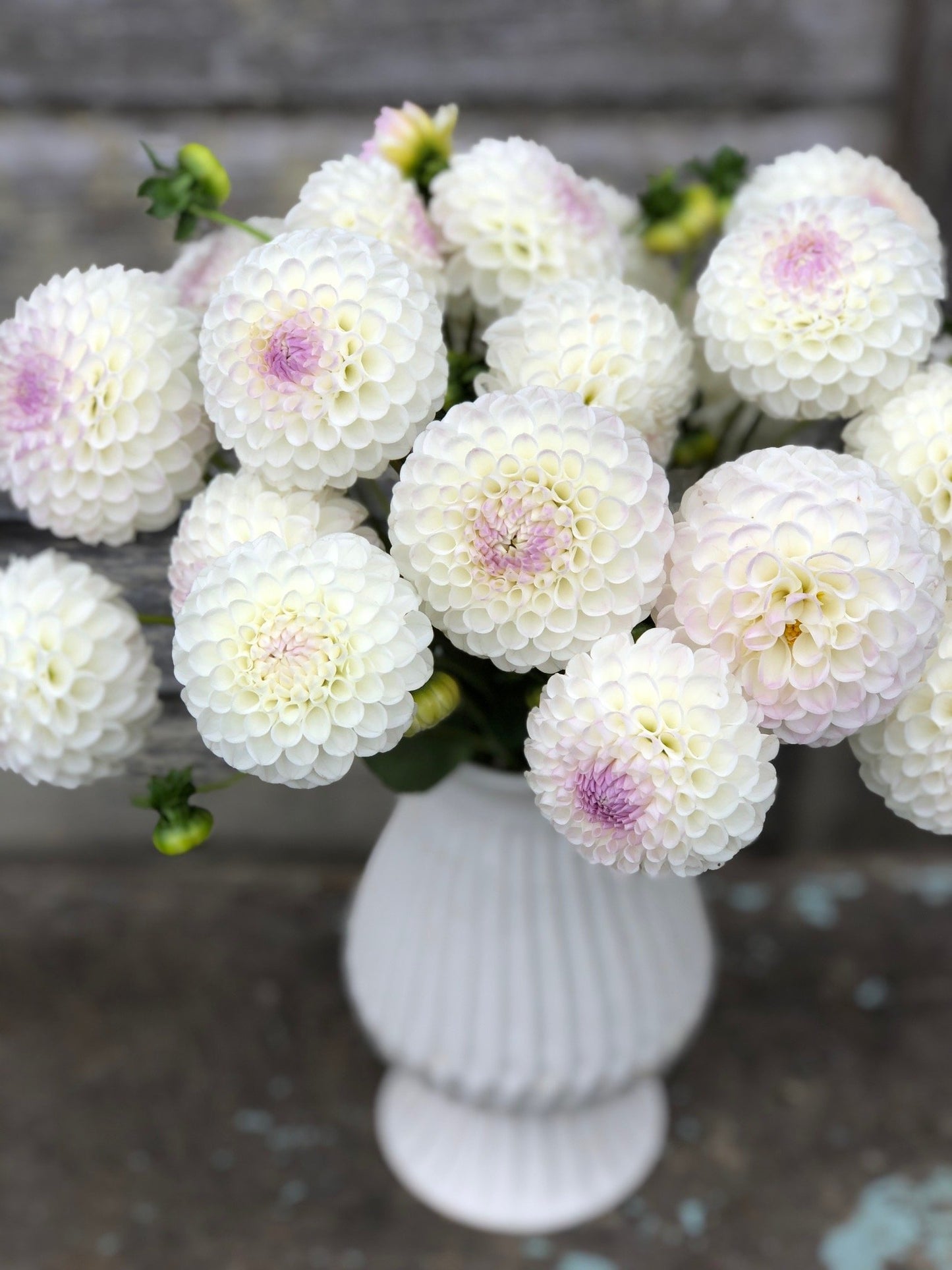 Hollyhill Miss White