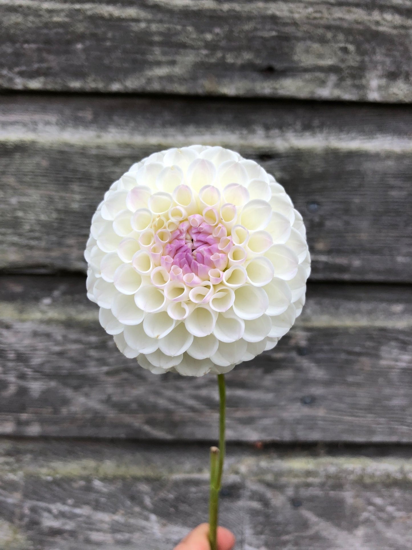 Hollyhill Miss White